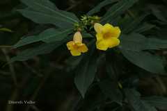 Allamanda neriifolia